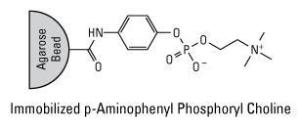 Affinity purification resin, immobilised p-Aminophenyl phosphoryl choline gel, Pierce™