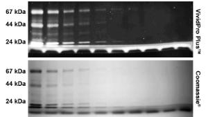 VWR® VividPro™ Plus Fluorescent Protein Stains