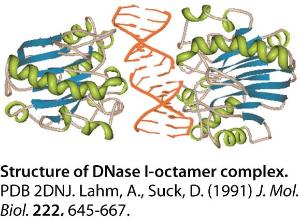 VWR®, Bovine deoxyribonuclease I (from Pancreas)