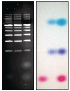 VWR® EZ-Vision® In-gel Solution