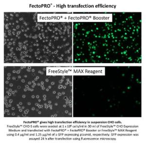 FectoCHO™ transfection efficiency CHO cells