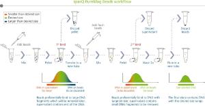 Double-sided size selection is used to remove smaller and larger fragments from either side of the desired region. The fragment size can be easily adjusted to suit the application by manipulating the sparQ PureMag Beads to DNA volumetric ratio.