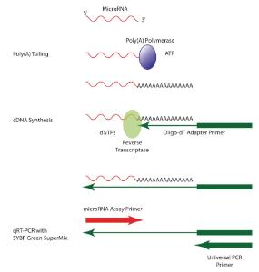 microRNA cDNA synthesis kit, qScript™