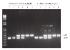 AccuStart II Results more specific<br />KAPA PCR mix requires more optimization to reduce non-specific amplification products in multiplex PCR reactions. Lanes: 1 = mouse 1, ZPBP1. 2 = mouse 2, ZPBP1. 3 = mouse 1, ZPBP1/p53. 4 = mouse 2, ZPBP1/p53. 5 = mouse 1, p53. 6 = mouse 2, p53