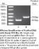 VWR®, Ready PCR Mix, 2X